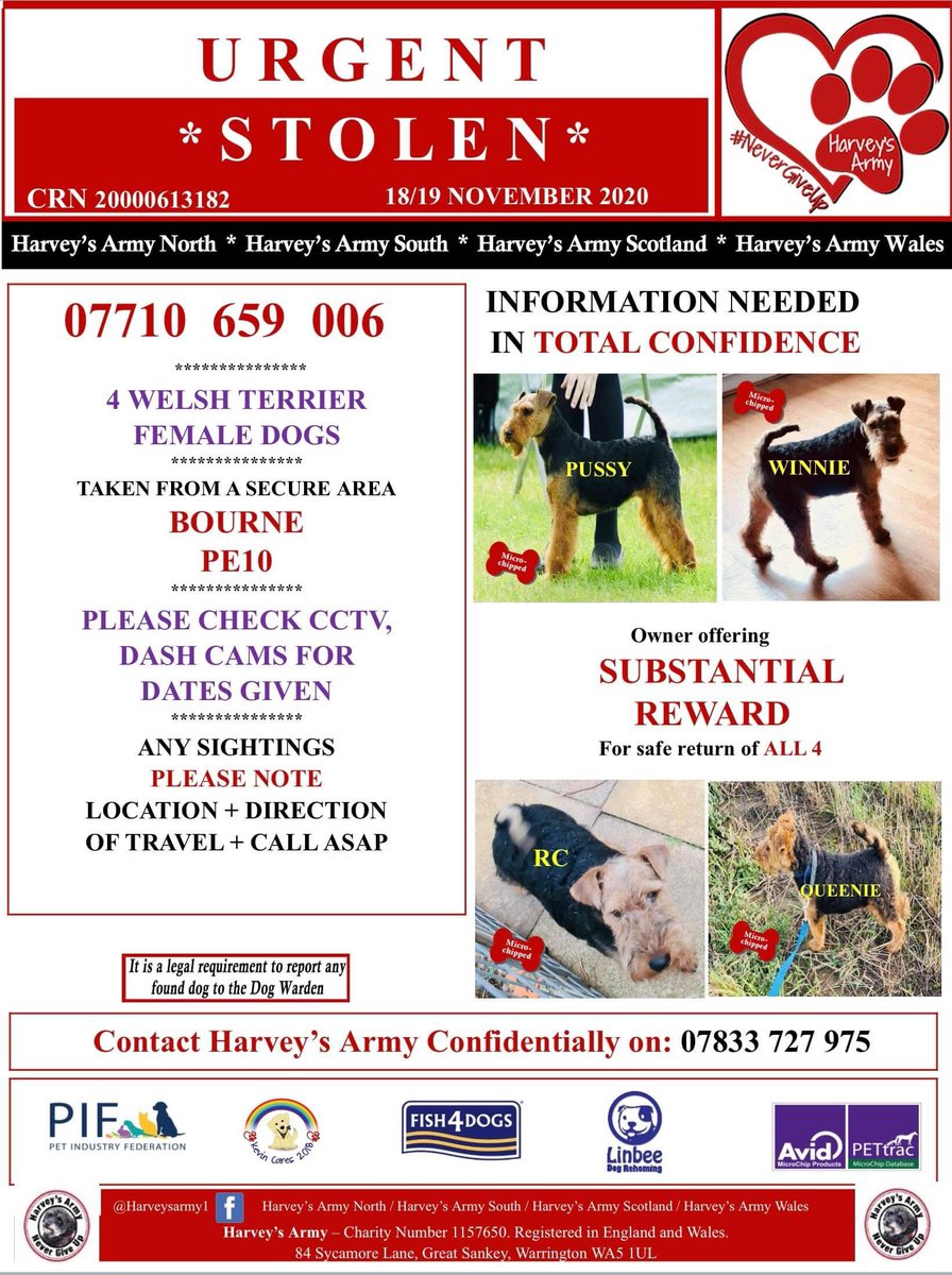 4 Welsh terriers stolen over 7 weeks ago. We have no news or leads on these dogs. Now individually DNA tested from a previous test done.

£3000 reward for any information.

**ALL MICROCHIPPED, INDIVIDUALLY DNA TESTED AND DNA PROFILE PARENTAGE TESTED**

#stolen #welshterriers