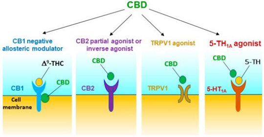 Possible Receptor Mechanisms Underlying #CBD Effects on Addictive-like Behaviors in Experimental Animals: "CBD is believed to modulate brain #dopamine in response to drugs of abuse, leading to attenuation of drug-taking and drug-seeking behavior."
mdpi.com/1422-0067/22/1…