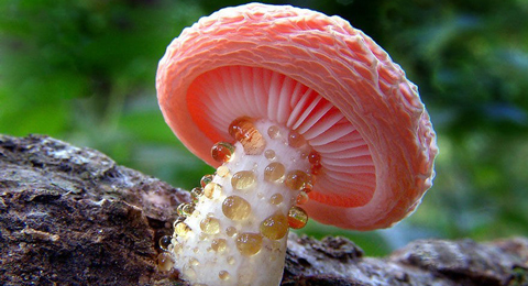 PictureMushroom's tweet photo. This beautiful mushrooms can also be eaten. The red pleated umbrella is edible but often has a bitter taste.🤢 https://t.co/90sPaiq6WY