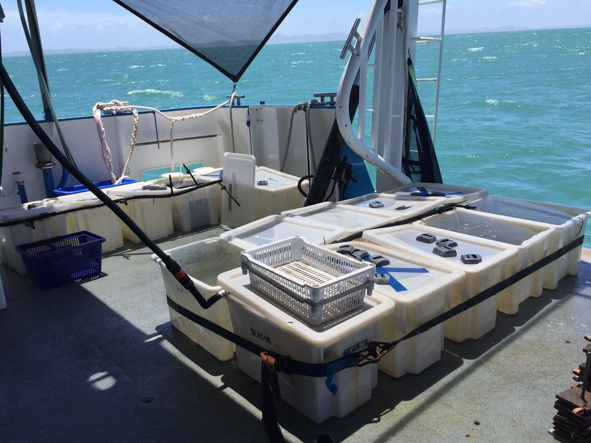 A sunny day of fieldwork here in the Keppel Islands! We had a successful day putting coral recruits out on the reef #KICP #AIMS #reefrestoration