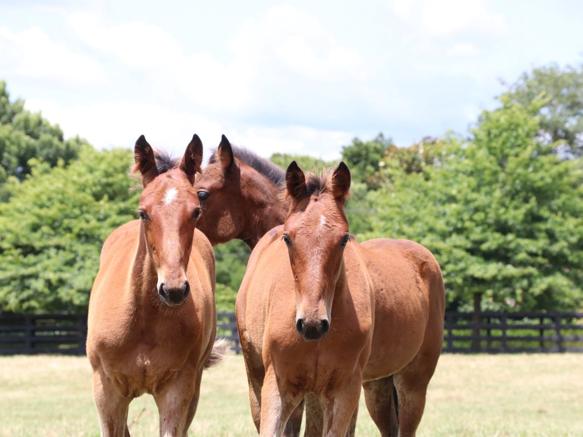 BreckonFarms's tweet photo. Triple trouble. 🙈🙊🙉

Our 2020 Sem’s Delight, Luby Lou and Elle Mac have formed a wee squad, a squad that has cheeky written all over it 

#BreckonFarms #BreckonBabies #Group1Breeding #ThisWayToSuccess https://t.co/3lUKxcCRmp