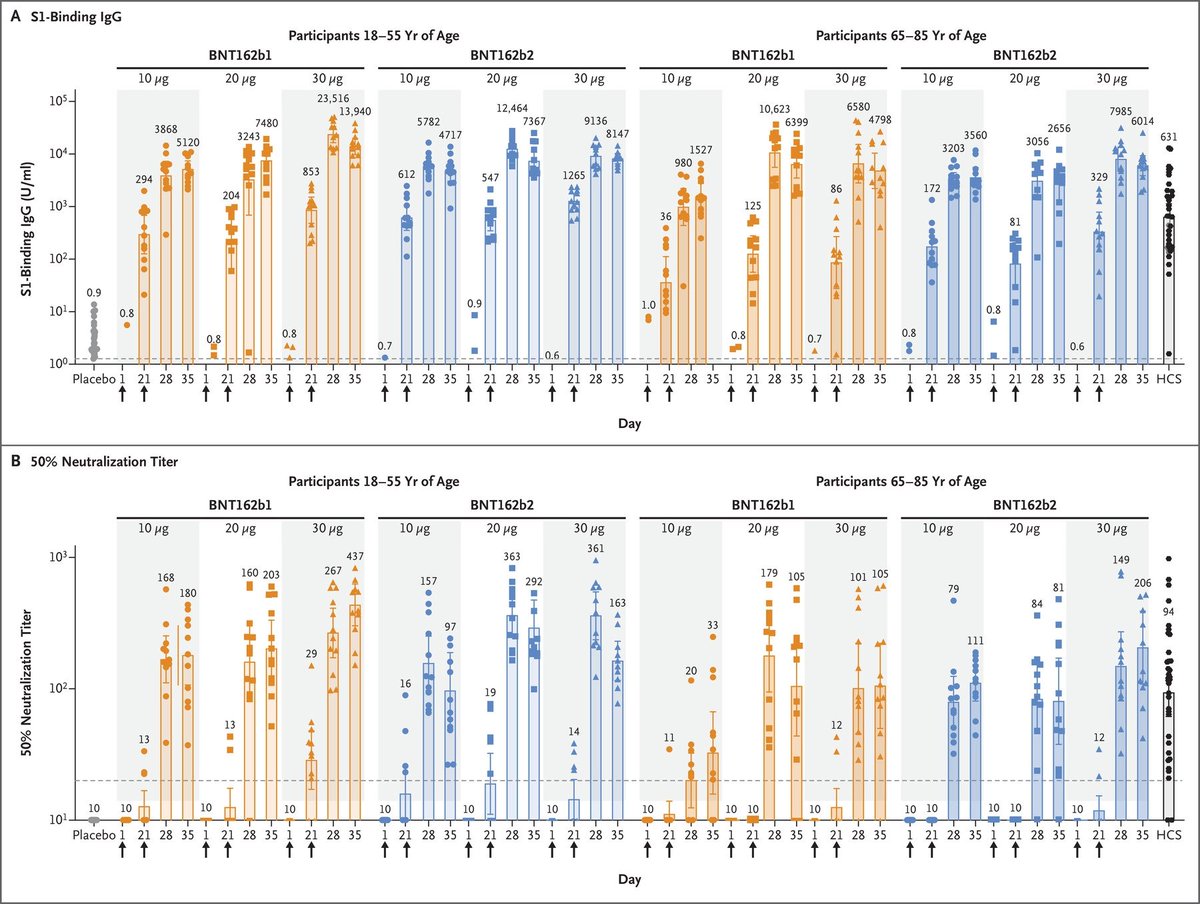 *Blue bars the ones of interest. Shows a dramatic increase in RBD IgG and neutralising titres after the second dose. Particularly for elderly people.21 days after first dose few people appear to have 50% neutralising titres above lower limit of detection of the assay.