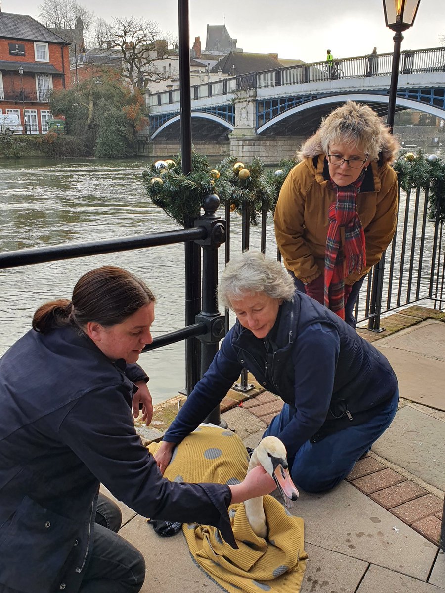 This #swan was pulled out of the river Thames next to #Eton Bridge near #Windsor after being held under the water by another #swan, he was in a very bad way, these amazing ladies rescued him and kept him warm and safe until we arrived. They saved his life❤