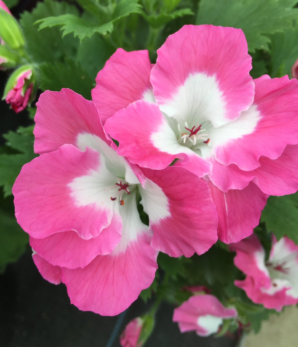 Mixing the Pellies up this morning with an Angel ‘Rietja van der Lee’, a Zonartic‘Rushmoor Orinoco’ &amp; a dwarf Regal ‘Treasured Memories’.
