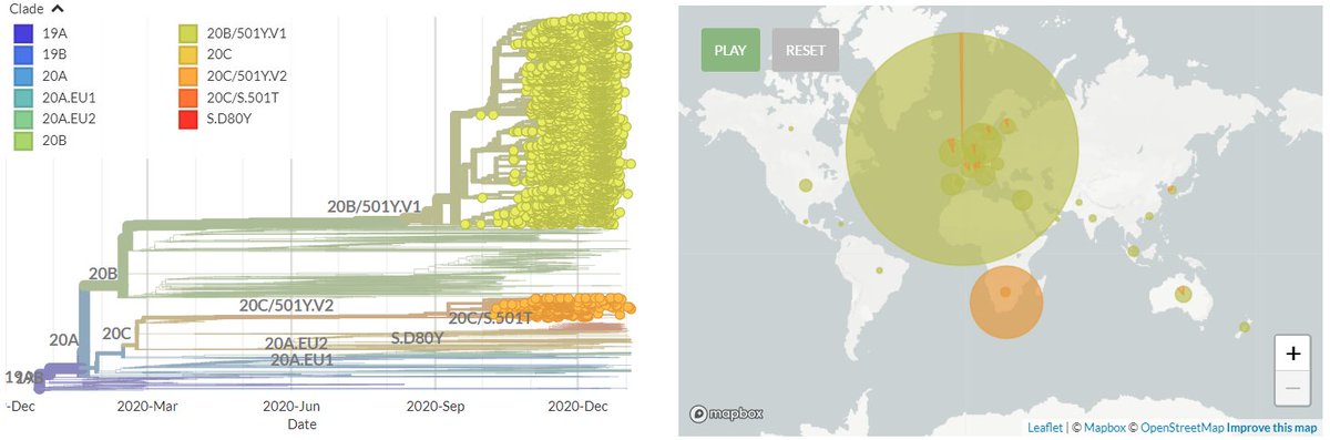 Happy Tuesday! The latest focal S:N501 build is now updated with sequences from 11 Jan.There are 101 new sequences in the 501Y.V1 (B.1.1.7  #b117) & 501Y.V2 variants.Additionally, I'll include some updates on S:E484K in this thread.1/20 https://nextstrain.org/groups/neherlab/ncov/S.N501