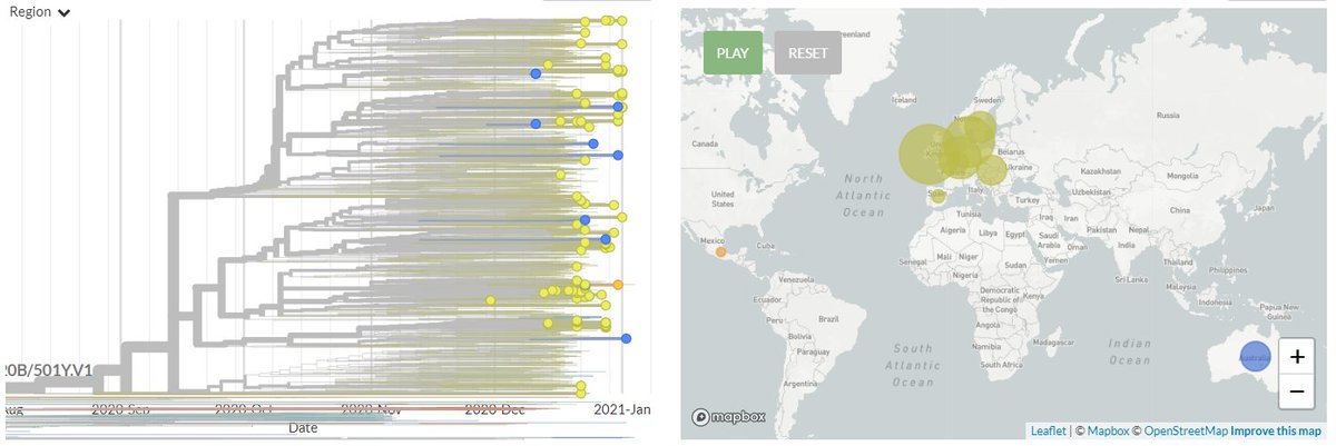 There are 97 new non-UK sequences in 501Y.V1, including the first sequences in the cluster from Slovakia, Mexico, & Belgium, plus additional sequences from the Netherlands, Denmark, Australia, Spain, Ireland, & Sweden. 2/20