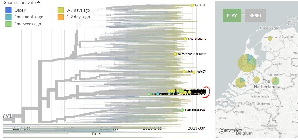 The Netherlands have 6 new sequences. All fall within the section of the tree marked in red.Zooming in, the new sequences are marked in red: 2 are separate introductions. Zooming in further (divergence view), cluster at the top are identical to an older sequence.8/20