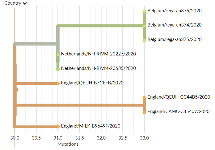 Belgium has 5 sequences in 501Y.V1 for the 1st time, indicating 3 separate intros. 3 seqs cluster together (zoomed, divergence), indicating a single introduction. The connection to Netherlands might indicate transmission, or 2 transmissions from same diversity in the UK.4/20