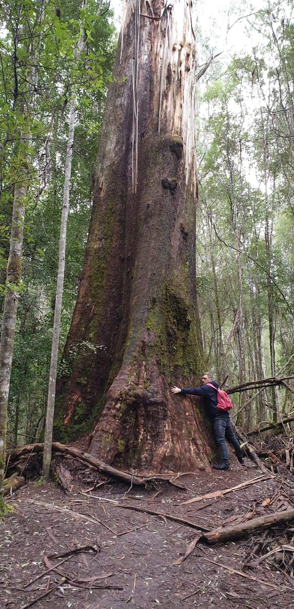 _Flora_Explorer's tweet photo. #thicktrunktuesday not everyone gets to hug one of the largest flowering plants on earth! https://t.co/VcMOBdSArO