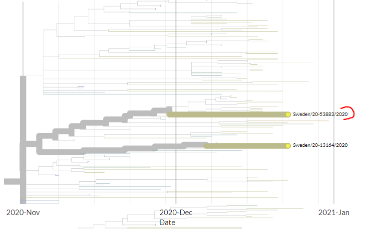 Sweden has 2 new sequences, marked in red. Both represent independent introductions. The second one is hard to see, but zooming in shows this more clearly.11/20