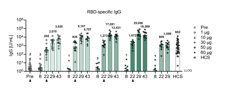 There we see again, many people do not have detectable neutralising titres at day 22. But also, in contrast to two dose groups, the single dose group show no increment after day 22. Same story for RBD-specific IgG which is a good proxy for neutralising activity.