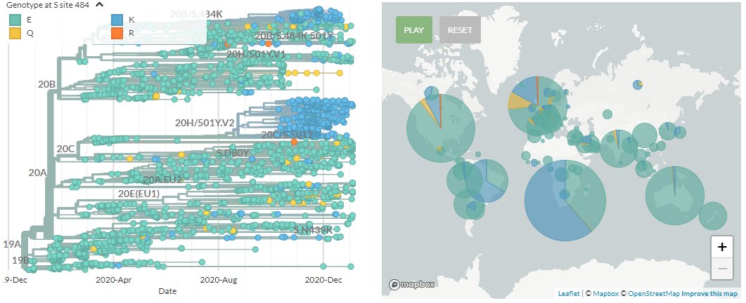 Finally, an updated focal S:E484 build is also up. S:E484K is found predominantly in the 501Y.V2 variant, & in a cluster of sequences primarily in Brazil, though it has appeared numerous times in the past.15/20 https://nextstrain.org/groups/neherlab/ncov/S.E484K?c=gt-S_484