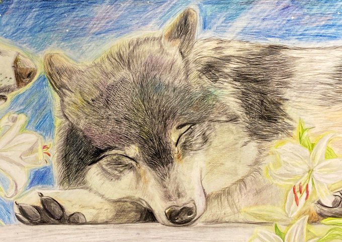 シートン動物記のtwitterイラスト検索結果 シートン動物記のtwitterイラスト検索結果