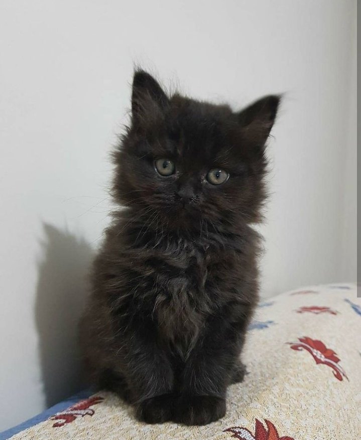 LUTFEN GOREN HERKES İLANİ PAYLASABİLİR Mİ durum ACİL british longhair black 3aylık epilepsi hastası düzenli ilaç kullanması gerekiyor ve nöbet geçirirse başında duracak birileri olması lazım.İlaçlarla nöbet atakları yarım saatte bir iken günde ikiye düşmüş,video ekleyeceğim alta