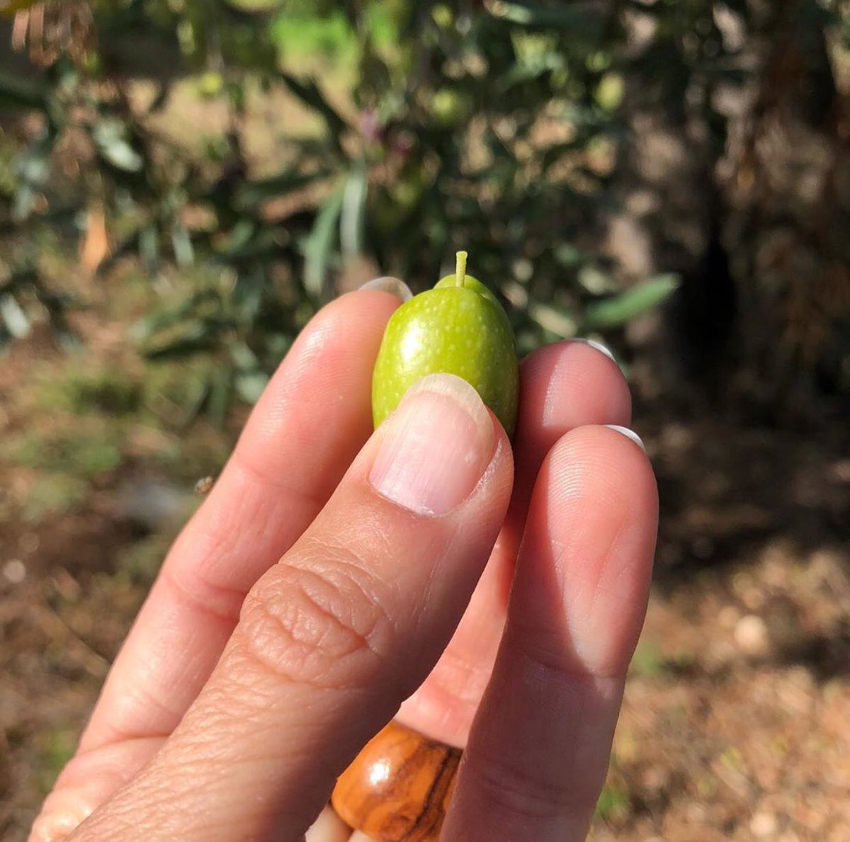 🍈Doğadan süzülen; mucize
_______________☀️🕊☀️🕊______________
.
.
#extravirginoliveoil #aceitedeoliva #naturelsızmazeytinyağı #oliveoil