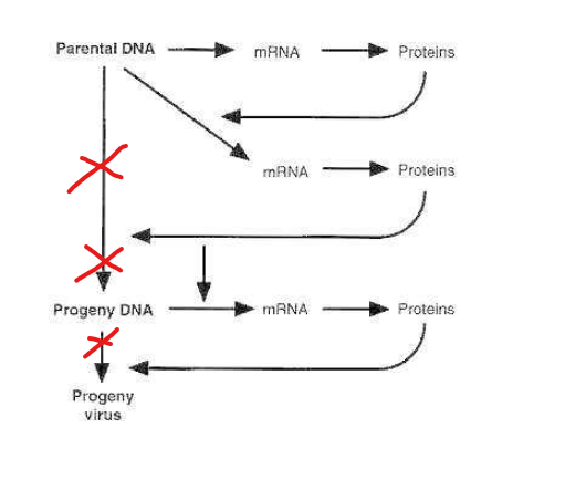 Now adenovirus vector vaccines:It is a different story for these. Here the DNA coding for the spike is introduced into an adenovirus that is missing one or a few genes to make it capable of forming intact viral particles (E1,E3 usually). But it can still transcribe mRNA.