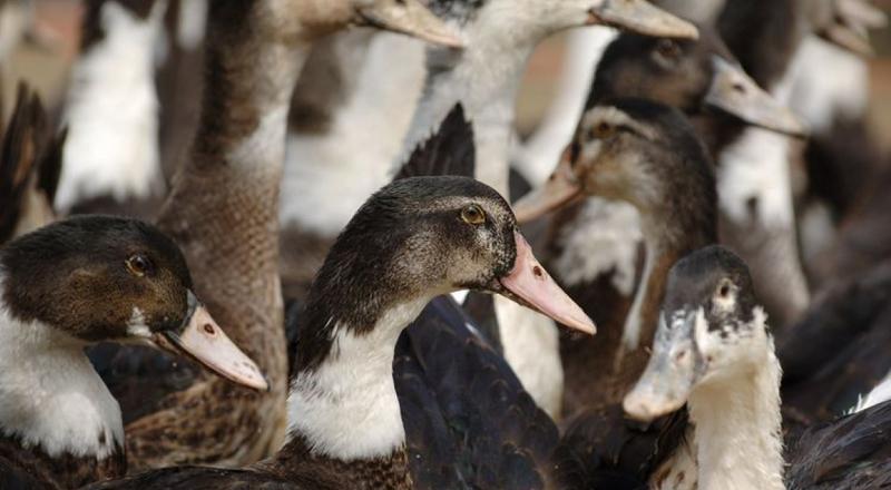 Grippe aviaire : l'abattage préventif permis désormais dans cinq départements dlvr.it/RqPJMt