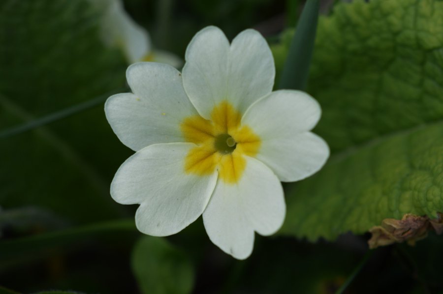 BioDataCentre's tweet photo. It's once again getting to that time of year for the #SpringFlowersProject - this project is really easy to take part in, there's now 20 species to record, most of which are very distinctive. 

Check out our 2020 Newsletter and plans for 2021 here: https://t.co/RvY7QYjqTS https://t.co/LdFEsC3SCs
