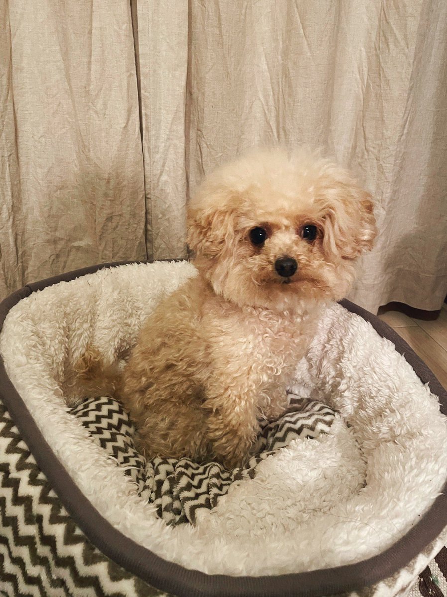 きなこもも على تويتر よく何犬ですか と散歩中に聞かれることがあるのですがトイプードルです この前なんて純正のトイプー ですか と聞かれて思わず笑ってしまった 毛が赤ちゃんみたいにポワポワだし鼻ぺちゃ族なのでたまにトイプーというと驚かれる 母はポワポワも