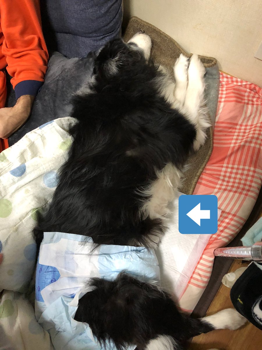 犬 後ろ足 力 が 入ら ない 犬の後ろ足がよろける時に 弱った足腰を改善する方法とは いぬはにほへと