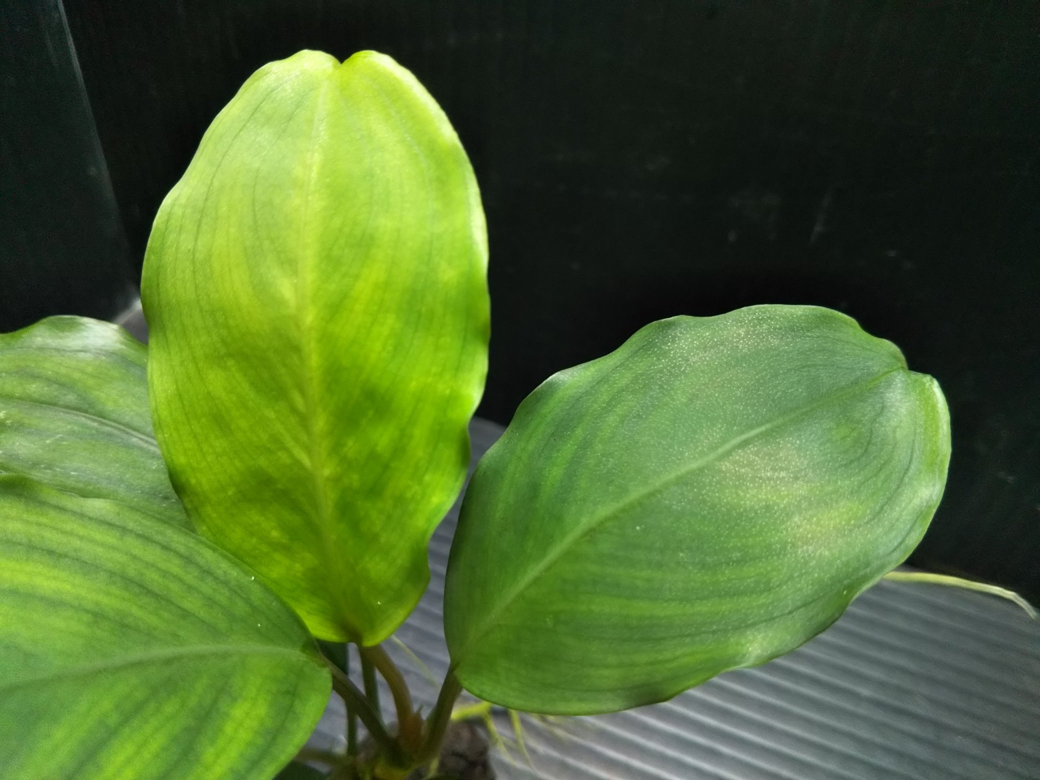 Bucephalandra sp. Balai sebut Kab.Sanggau TB便