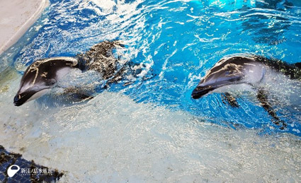 イルカたち 元気に過ごしています えのすいトリーター日誌 T Co W3fondwpgl 21 01 13 片瀬江ノ島の観光 宿泊 新江ノ島水族館 ふじさわびと