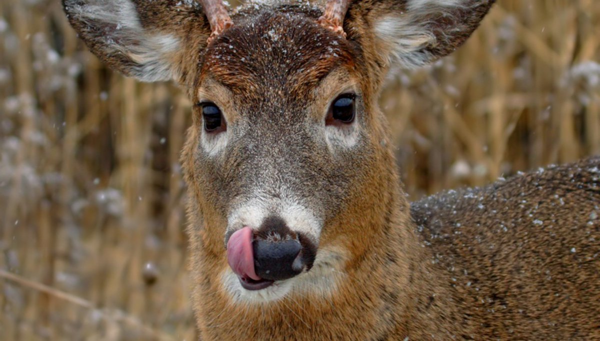 Onze collega Leon Kortstra blogt over wild op tafel zetten in het wildseizoen, hij vraagt zich af of we de ‘wild-eet-schaamte’ voorbij zijn? 

spronsen.com/zijn-we-de-wil…