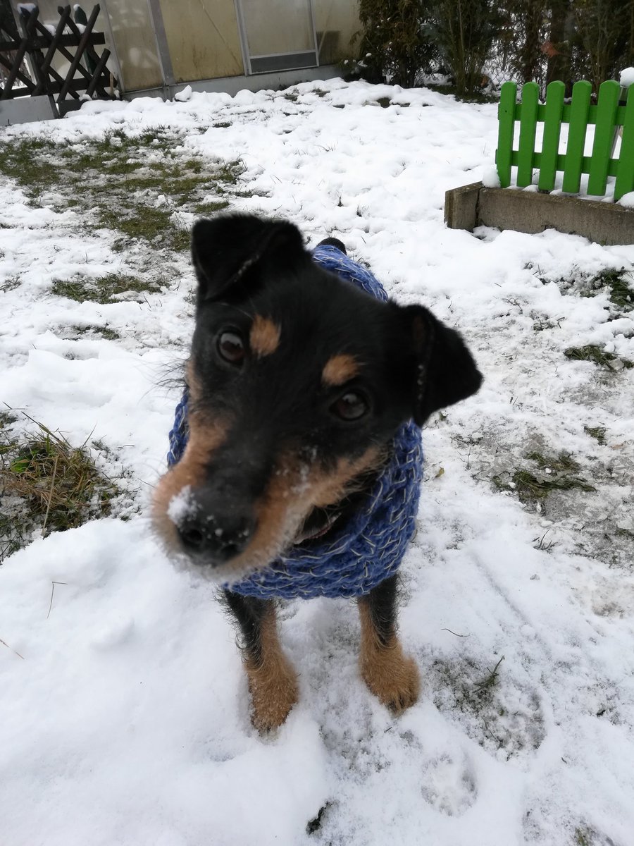 KorinaM73's tweet photo. Am I pimped up enough to go hunting for men?🐕😎 #ella #dog #winter #snow #walkwithdog #germanysnextdogmodel #dogsarefamily #love #menhunt #hund https://t.co/ur2jYEQuft