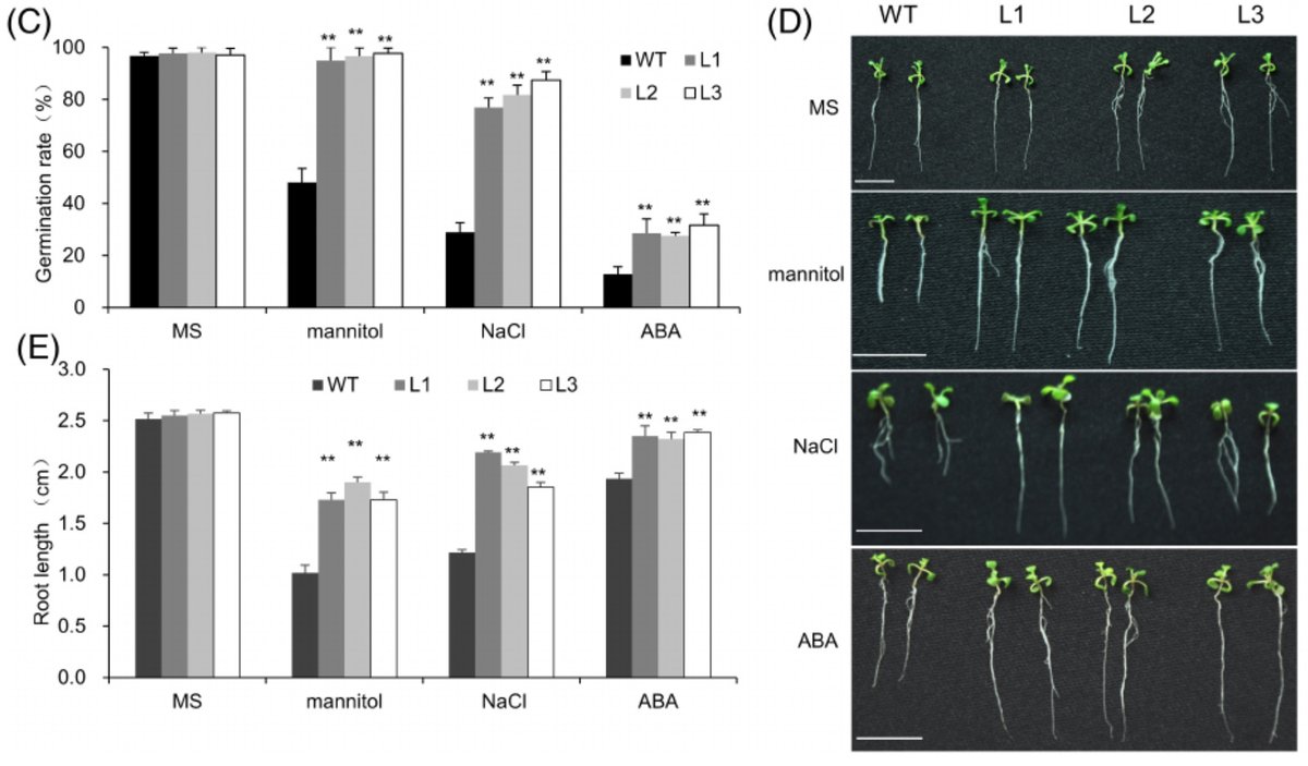 PPLplantarum's tweet photo. What is the role of WRKY82 from Hevea brasiliensis in response to abiotic #stress & leaf #senesence? HbWRKY82, a novel IIc #WRKY transcription factor from Hevea brasiliensis associated with abiotic stress tolerance and leaf senescence in #Arabidopsis https://t.co/AuYuW3OIQH https://t.co/2ZzPHY8zab