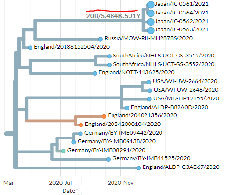 To help viewers identify these new samples from Japan, I've added a *temporarily* label to the S:E484K build: 20B/S.484K.501Y.Additionally, I've added a *temporary* label to the Brazilian cluster with S:E484K: 20B/S.484K.18/20