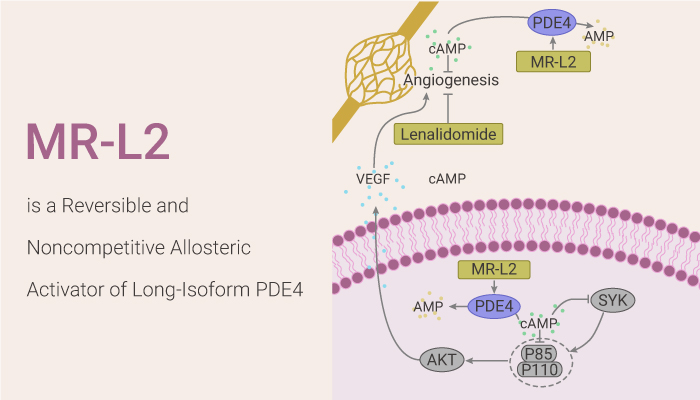 MedChemExpress's tweet photo. MR-L2 is a reversible and noncompetitive allosteric #activator of #PDE4, activates representative PDE4 long-isoform variants (#PDE4A4, #PDE4B1, #PDE4C3, #PDE4D5). MR-L2 suppresses PGE2-induced #MDCK cell cyst formation. #drugdiscovery. https://t.co/0Jl7wEJuwu https://t.co/btPpEEn8iY