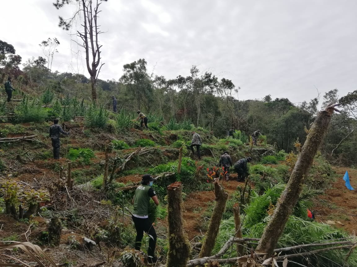 PNPKibungan's tweet photo. LOOK: More than 7 Million Worth of Marijuana Discovered at Sitio Dalipey, Tacadang Kibungan.
#TeamPNP #PNPPATROLPLAN2030 #pnplabansadroga https://t.co/kiuro7eqdG