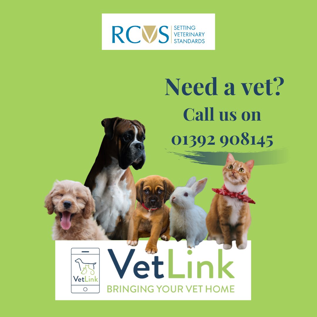 Vetlink- A Convenient Low-Cost Online Servive For Cat And Dog Owners #Cats #Dogs #catsoftwitter #dogsoftwitter #petfirstaid catanddogtips.com/2020/12/vetlin…