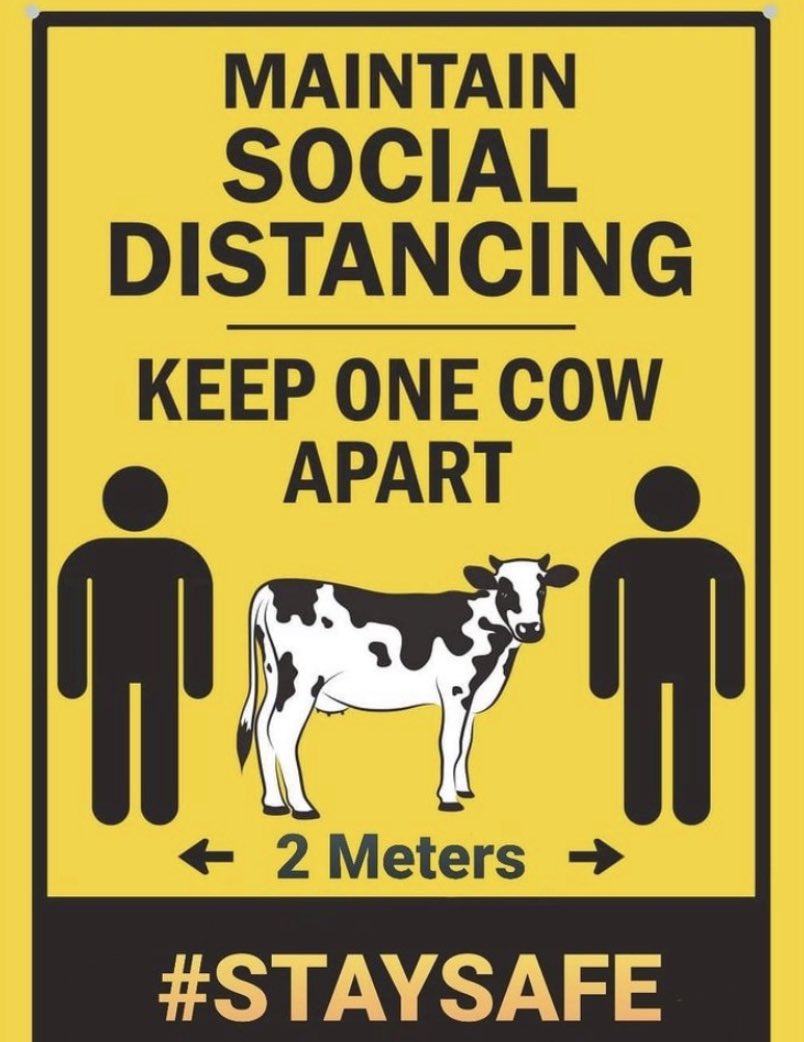 NFUMarketD's tweet photo. Reminder - keep one cow apart! 🐄 #socialdistancing #staysafe https://t.co/GIdnVRiSil