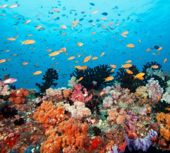 Colorful reefs, but sadly they have been dying slowly