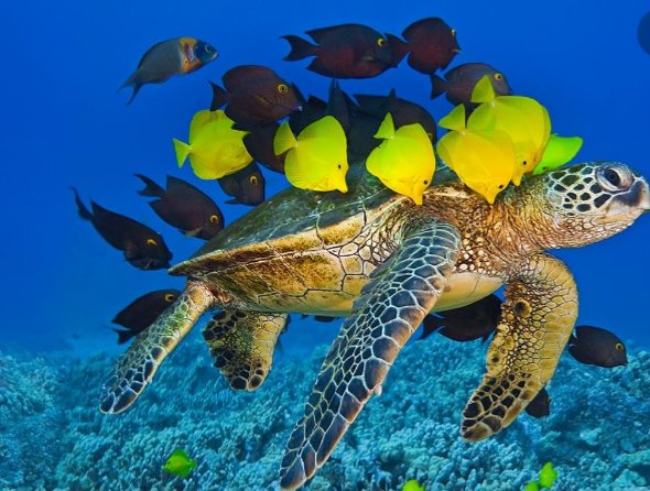 Colorful reefs, but sadly they have been dying slowly