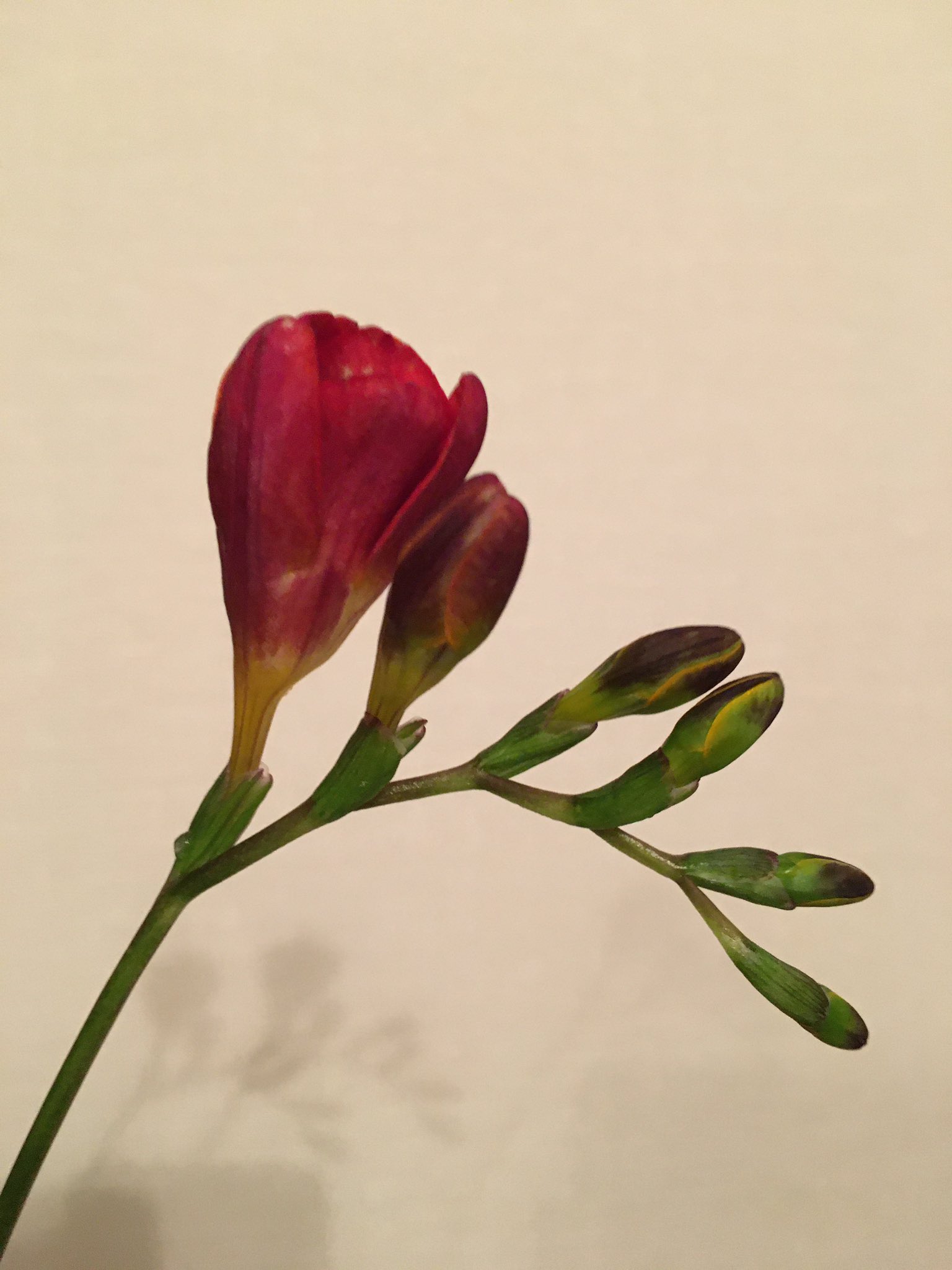 瑠璃 今日のイイハナ フリージア スカーレットインパクト 花言葉 赤 純潔 私の 世界に一つだけの花 Smap ハナノヒ 日比谷花壇 T Co Wp8kpgnbul Twitter