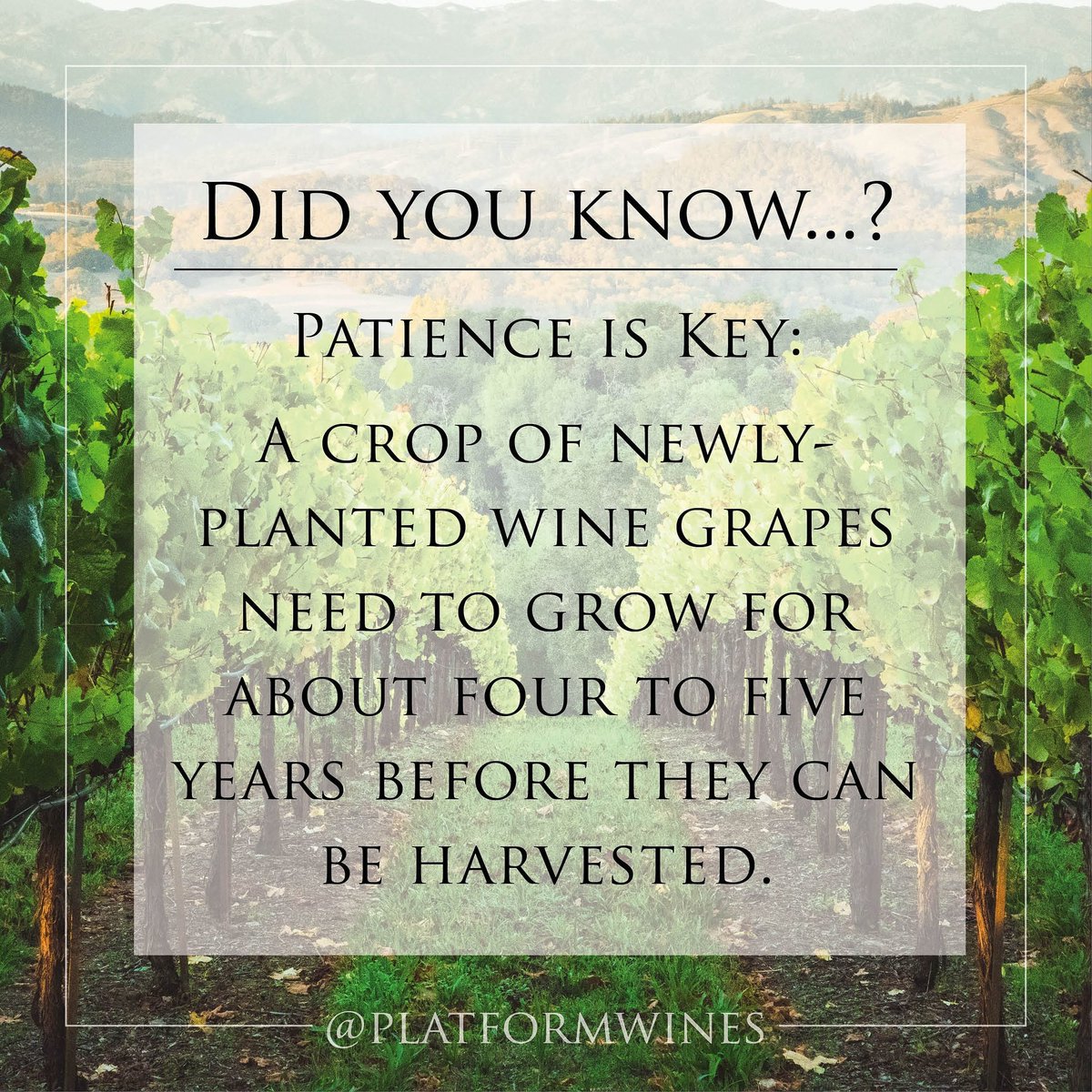 Platform wines tweet media