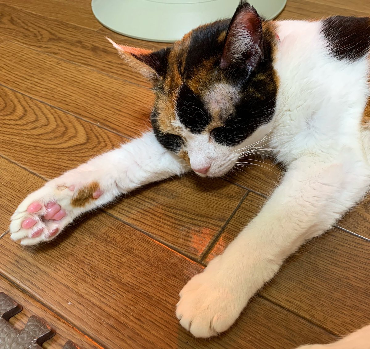 Tomozo Cats 猫 三毛猫 肉球 肉球ピンク