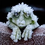 アメリカアカガエルの神秘!心停止の完全な冬眠に入り、春になると復活する!