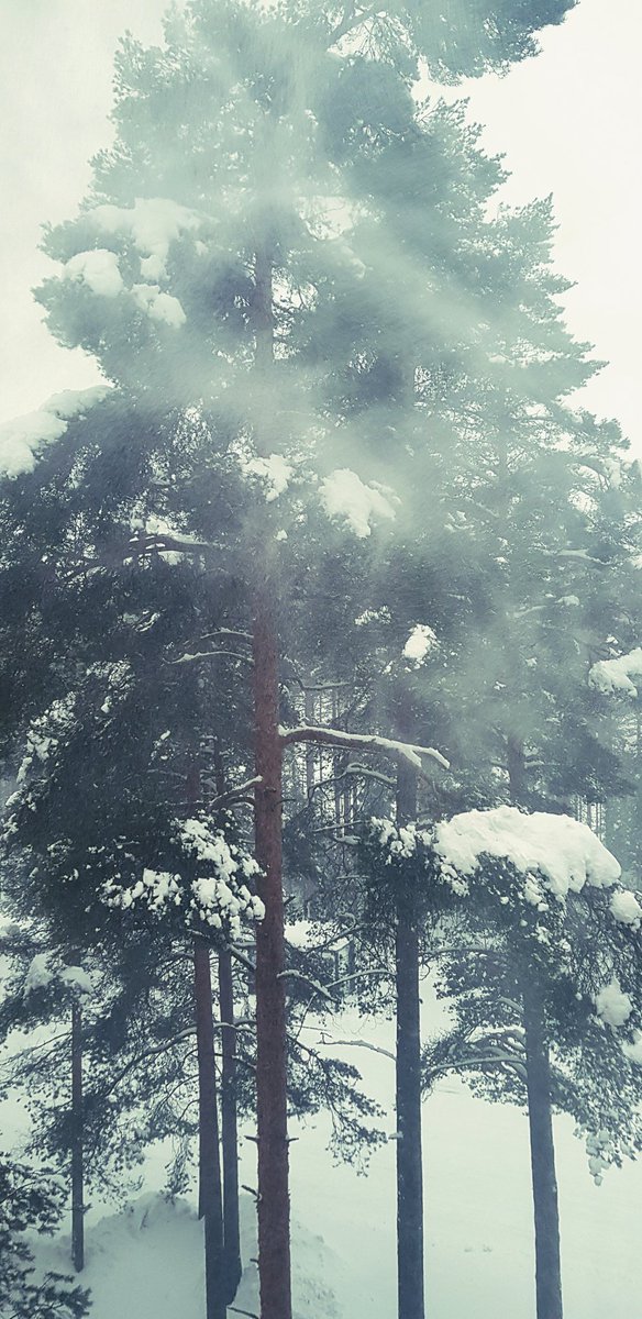 We have quite the snow storm. I am delighted. It is very pretty.
...as long as you watch it from indoors, hidden under a thick blanket 🥰