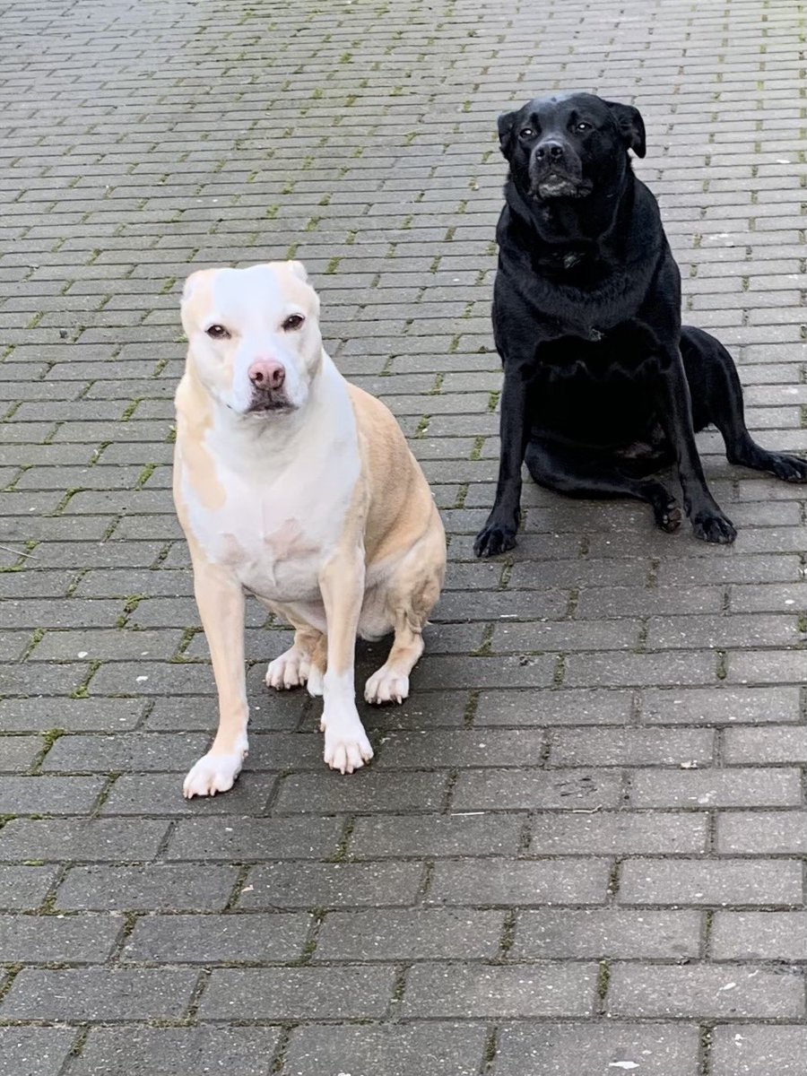 PeterEgan6's tweet photo. Morning all a quick shout out for ⁦@AllDogsMatter⁩ for Ira &amp; all the team doing great work for dogs We rescued Pippa &amp; Boo together. I’ve been with them from the beginning trustee, patron. Wonderful Abby on the calendar now playing with our Cassie in the eternal playground. https://t.co/MIUFKPdptr