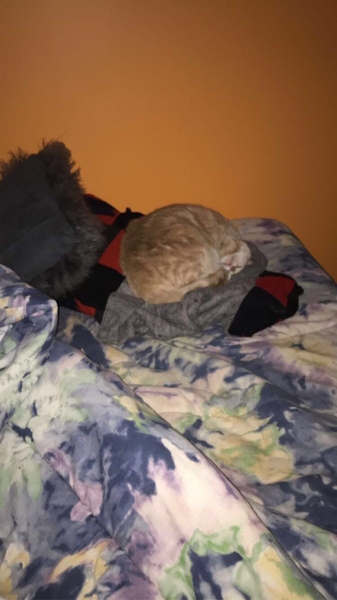 streetbirdman's tweet photo. @kyla_rhoads enjoy the cute sleepy baby tango https://t.co/7PQTHccf9w