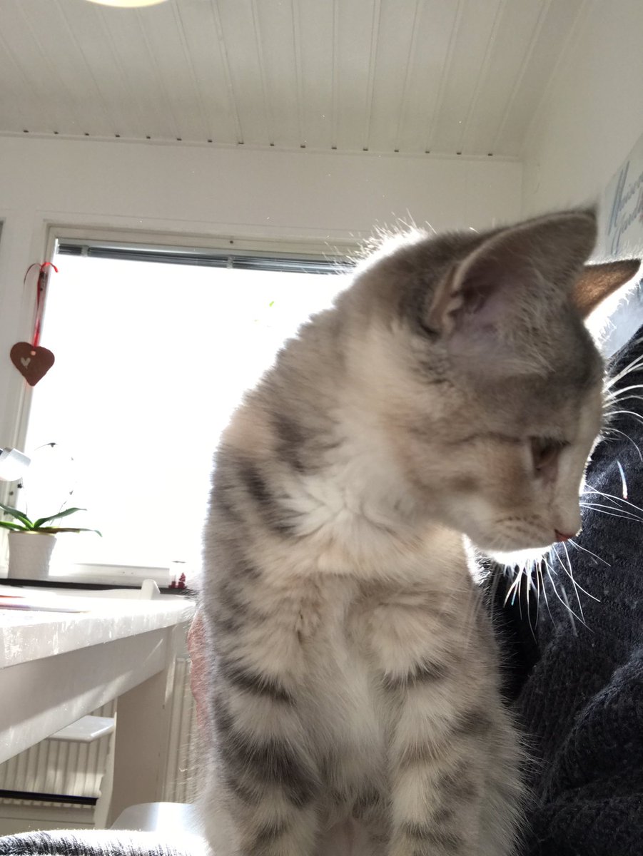 Nytt år och ny termin. För att säkerställa effektiviteten på hemmakontoret rekryterades en ny ung förmåga under julen. ☺️