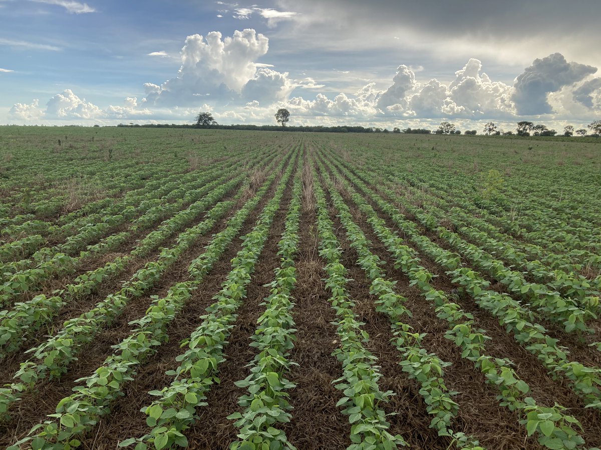 sulplan's tweet photo. Plantio Direto na Palha em pastagem de B. Brizanta piatã, soja com 30 dias, ótimo desenvolvimento com excelente cobertura. #ilp #pdnp https://t.co/R9xjZpDJPw