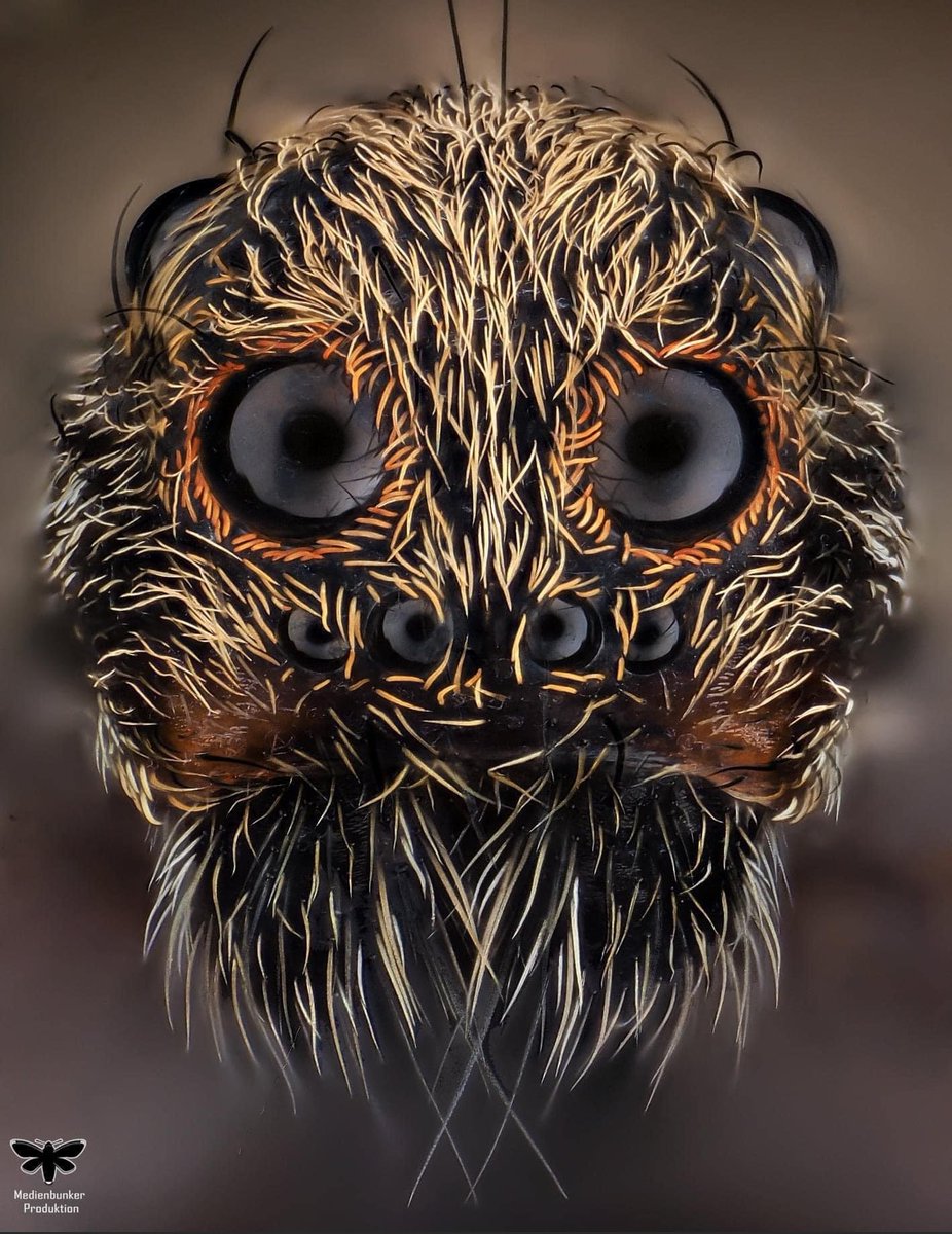 #TIL

🐘 Elephants mourn their dead

🦉In 1927, an owl was found that had another owl in its stomach; and that owl had a third owl in its own stomach

🕷️People have been cured of arachnophobia by drawing pictures of smiling spiders

#Facts sourced from: <a href="/nosuchthing/">No Such Thing As A Fish</a>