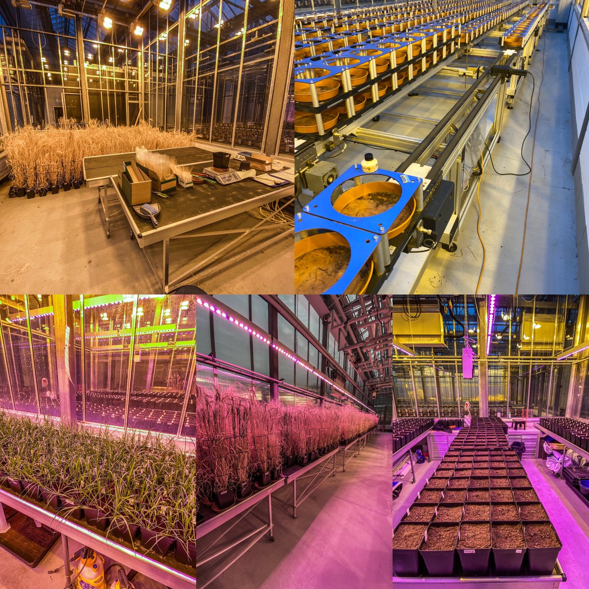 brassière de maintien