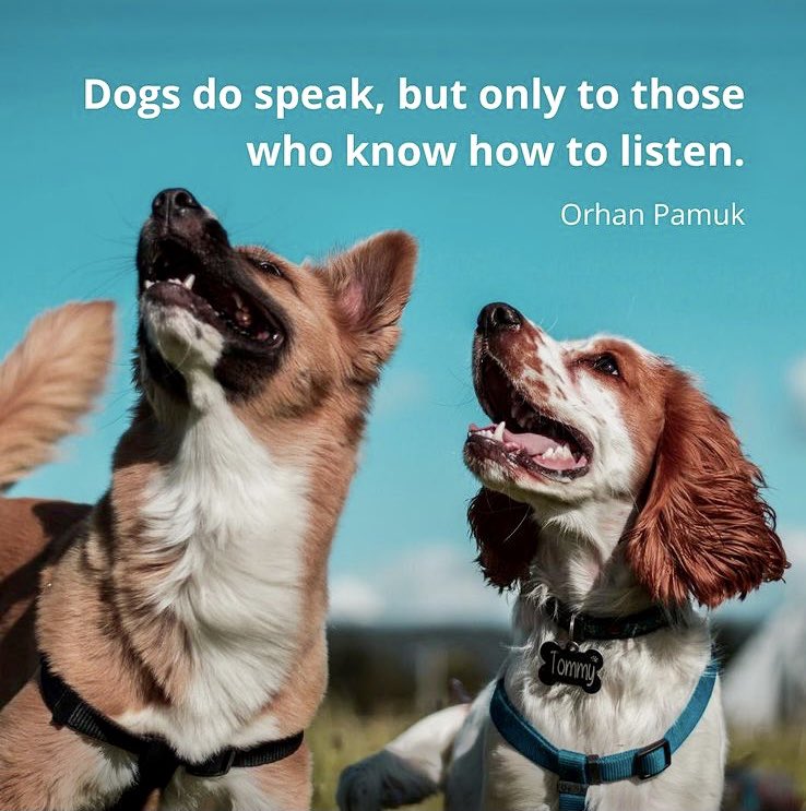 BarkBustersGA's tweet image. Learn to listen and to #SpeakDog 

CALL ▶️ (877) 500-BARK

Bark Busters, A Better Way to a Better Dog

#help #dogtraining #BarkBustersGA #BamavsOSU
