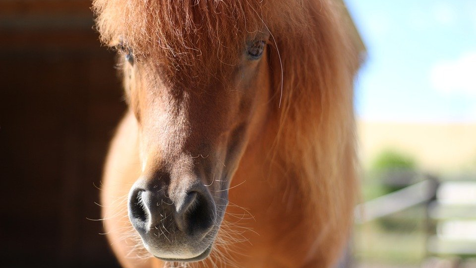 Politie schakelt Burgernet in na vondst pony..