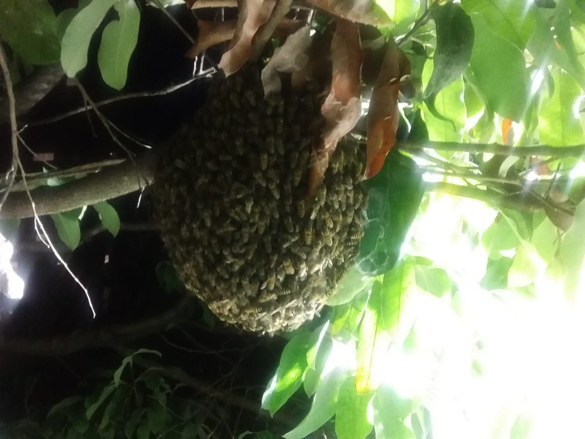 floridabomberos's tweet photo. Así es como nuestros #bomberos trabajan realizando los controles de #abejas y #avispas, este puente de reyes realizamos 4 de estas labores mitigando el riesgo para la comunidad, pero siempre preservando estás especies reubicando los panales o colmenas. #laborcumplida💪 https://t.co/xpwu0woP5p